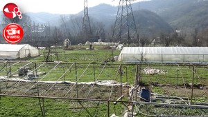 Kar yağışından seralar yıkıldı...