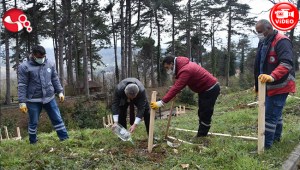 Belediye, Kestaneciye Kestane Fidanı dikti...