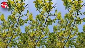 Kestane ağaçlarında gal arısı ile mücadele sürüyor