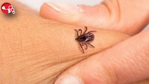 Keneye DİKKAT: 900e yakın hastalığı hayvanlara ve insanlara nakledebilir..