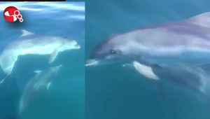 Yunuslardan görsel şölen...