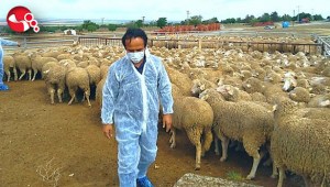 Koyun Projesi köye dönüşü başlattı