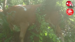 İnek Kurtarma Operasyonu..