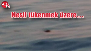 Ereğli sahilinde görüntülendi…