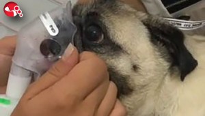 Nefes alamadı, hava verildi ama kurtarılamadı…