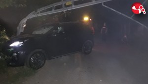 Domuza çarpmamak için direğe çarptı