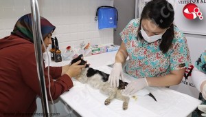 BU KEDİDEN NE İSTEDİNİZ