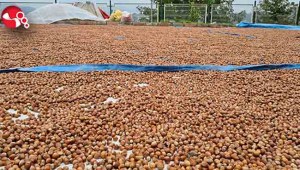 Fındık fiyatı tarihi rekorunu kıracak, o rakamın altına satmayın”