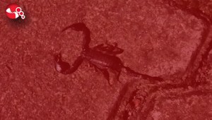 ZEHİRLİ AKREP KORKUSU…