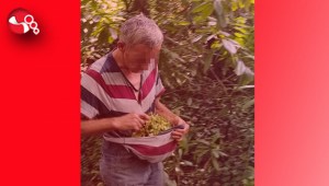 Fındık hırsızının cezası belli oldu