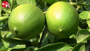 Sezonun ilk limonu dalında 3 lira