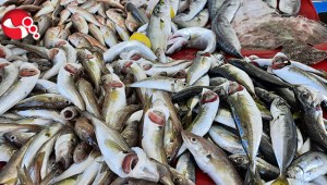 Balıkçılar umudunu hamsiye bağladı