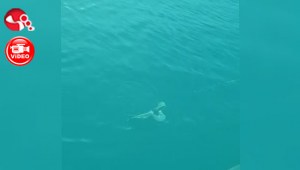 Oltaya bu kez balık değil, bakın ne takıldı