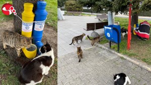 Sokak Hayvanları için...