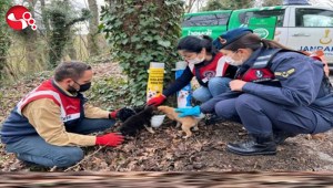 Sokak Hayvanlarını unutmadılar..