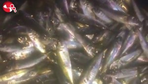 Balıkçılar büyük şaşkınlık yaşadı