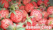 EREĞLİNİN GÖZ BEBEĞİ