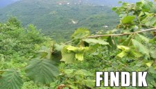 EREĞLİDE FINDIK
