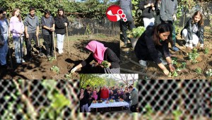 Öğrenciler çilek fidesi dikimini öğrendiler