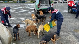 Sokak Hayvanlarını unutmadılar