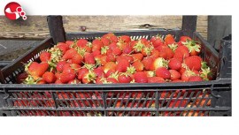 Zonguldakta hasatla birlikte çilekler raflarda yerini aldı