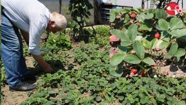Rengi,aroması ve kokusuyla padişahların meyvesi...