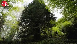 Gümeli Porsuğu, ‘Sessiz Gözcülerde…