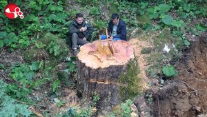 1183 yaşındaki ağaçla ilgili valilikten açıklama...