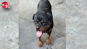 BOZO kayboldu… Her yerde aranıyor…