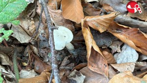 Uzmanından Mantar Uyarısı