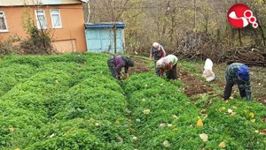 Fidelerin dikimine başlandı