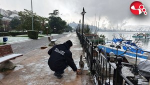 Sokak hayvanlarına sahip çıkılıyor