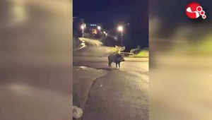 Yaban domuzuyla karşılaşınca.....