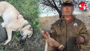 Serbest bırakılmıştı.....