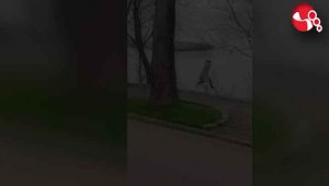 Önce arabanın önüne, sonra duvardan atladı....