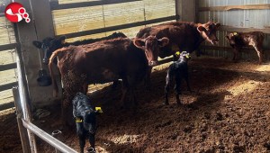 Yeni doğan buzağılar kayıt altına alındı