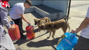 Yemek atıkları sokak hayvanları için mamaya dönüşüyor