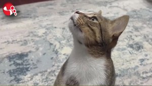 Dört yıldır kusan kedinin midesinden bakın ne çıktı