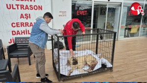 Kaybolmuştu, vurulmuş halde buldu....