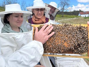 Hasbeyler arıcılığı öğreniyor: eğitimler sahaya taşındı....