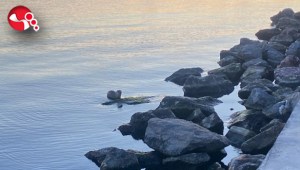 Görenler hayran kaldı.....