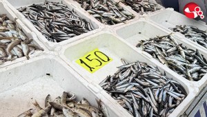 Kıyı balıkçılığı mesaisi...