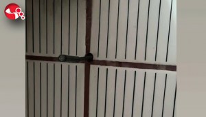 Kiracısınıun banyosuna yerleştirmişti...