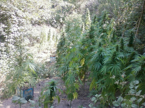 EREĞLİDE 300 KÖK DİŞİ HİNT KENEVİRİ ELE GEÇİRİLDİ..