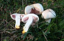 MANTARDAN ZEHİRLENDİLER...