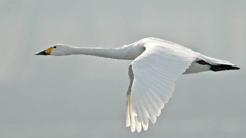 KÜÇÜK KUĞU ZONGULDAKTA GÖRÜNTÜLENDİ..