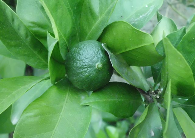 MANDALİNA EREĞLİYİ SEVDİ...