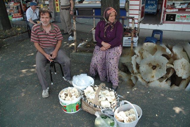 Mantar Alırken Dikkat