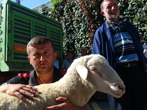 MERİNOS KOYUNU, VATANDAŞIN UMUDU OLDU..