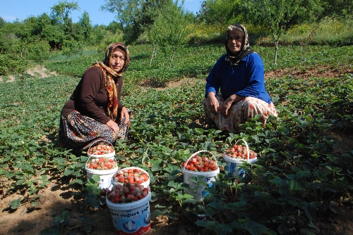 OSMANLI ÇİLEĞİNİ YAYGINLAŞTIRMA ÇALIŞMALARI SÜRÜYOR..